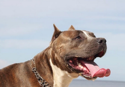 Criança é atacada por Pitbull e fica ferida