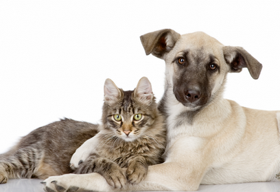 Prossegue em Lafaiete vacinação de cães e gatos