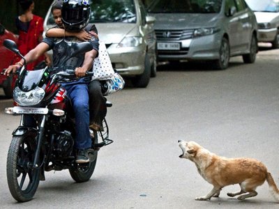 Motociclista desvia de cachorro e sofre queda
