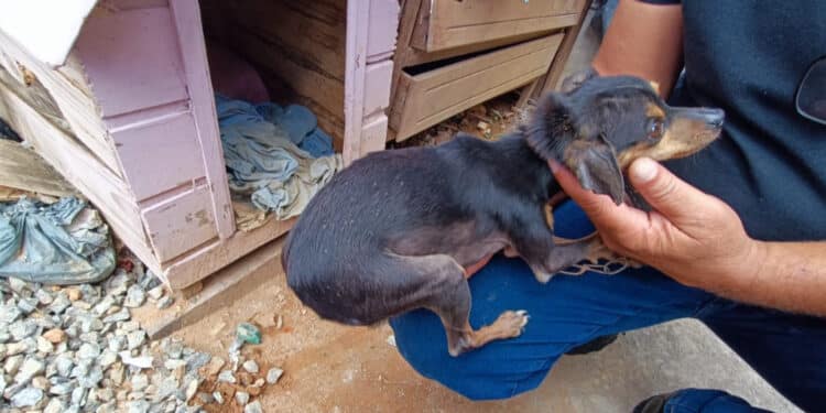 Animais são resgatados em situação de maus tratos