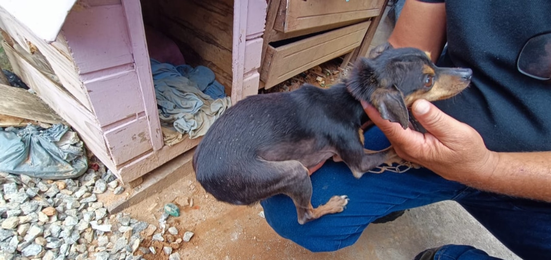 Animais são resgatados em situação de maus tratos