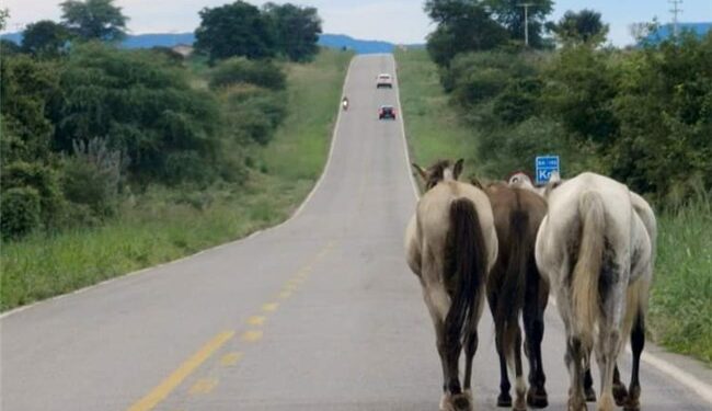 Carro bate em cavalo na pista, capota e cai em abismo