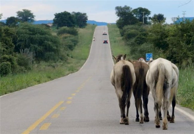 Carro bate em cavalo na pista, capota e cai em abismo