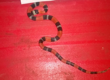 Cobra é encontrada em sala de consulta de UBS