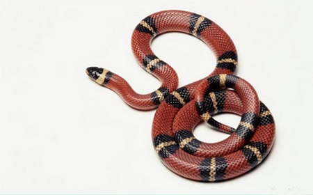 Homem encontra cobra na cama e aciona bombeiros