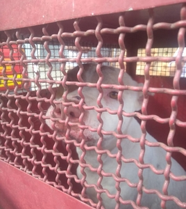 Bombeiros capturam cão que atacava pedestres em via pública