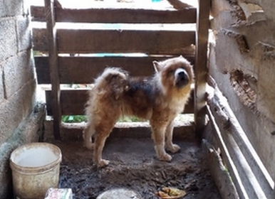 Cadela Chow Chow é resgatada em situação de maus-tratos