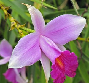 Termina hoje mostra de Orquídeas de Lafaiete