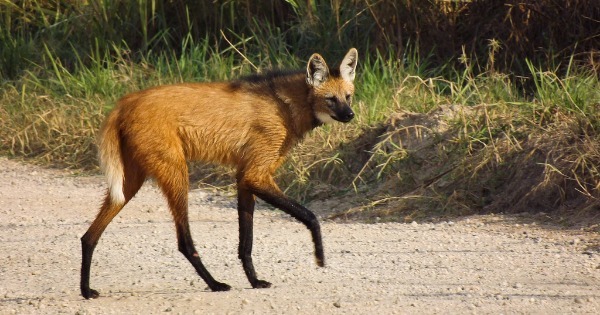 Lobo-Guará é visto em área urbana de Barbacena