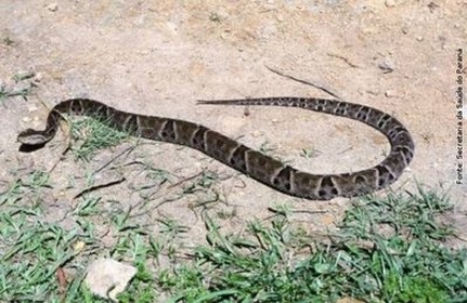 Cobra Jararaca é capturada em área de caminhada em Lafaiete