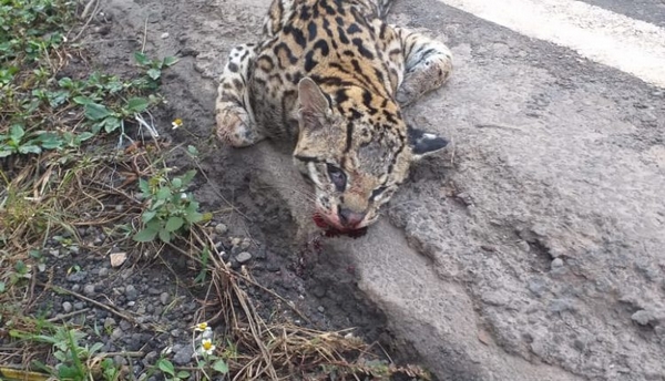 Jaguatirica é atropelada e morta na BR 040
