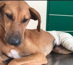 Cão gravemente ferido é resgatado em Lamim e levado para clínica veterinária