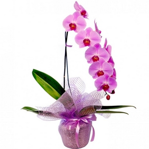 Congonhas recebe exposição de orquídeas