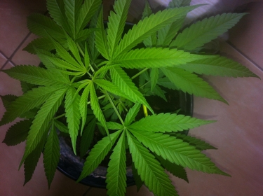 Adolescente que cultivava maconha no balde é apreendido