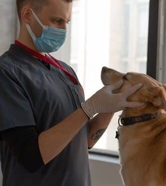 Deputado quer construção de clínica veterinária popular em Lafaiete