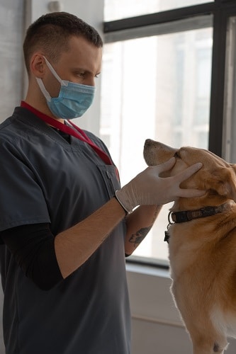 Deputado quer construção de clínica veterinária popular em Lafaiete