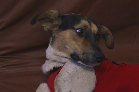Amor e dedicação resumem o trabalho da ONG Recanto dos Animais