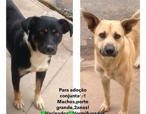 Adoção animal