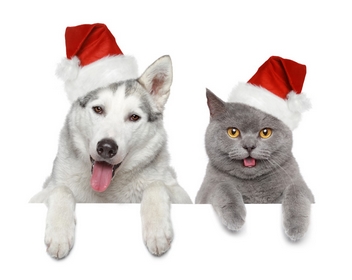 Confira os cuidados com seu pet durante as festas de fim de ano