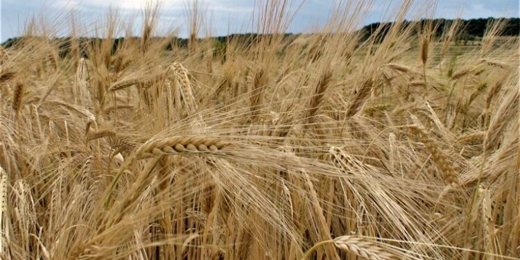 Epamig realiza ciclo de palestras sobre cultivo de trigo em Carandaí