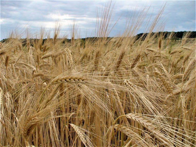 Epamig realiza ciclo de palestras sobre cultivo de trigo em Carandaí