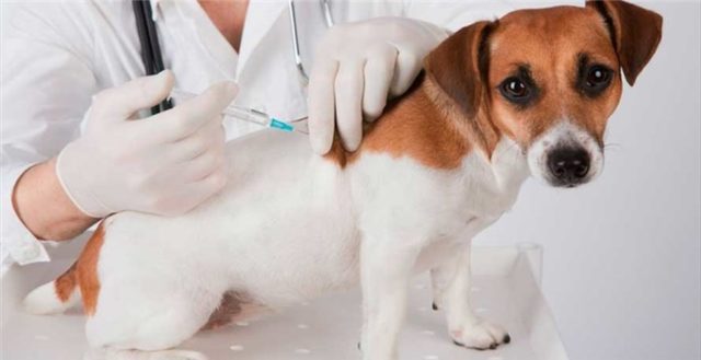 Começa hoje em Lafaiete vacinação contra raiva animal