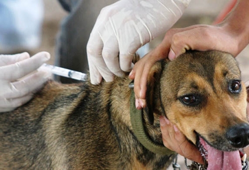 Lafaiete tem programa de adoção responsável de animais