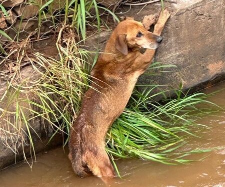 Bombeiros resgatam cão caído no leito de um córrego