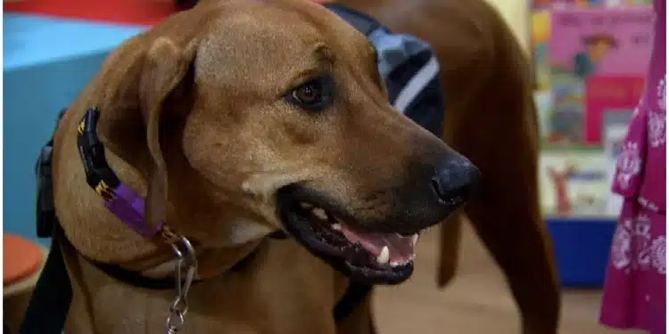 Governo de Minas lança programa para investir R$ 1,5 milhão em ações de resgate de animais