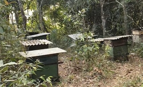 Polícia Civil recupera caixas de abelha furtadas avaliadas em R$ 20 mil
