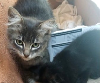 Gata encontra abrigo e é adotada com filhotes recém-nascidos