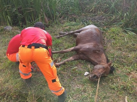 Bombeiros resgatam égua atolada em brejo em Lafaiete
