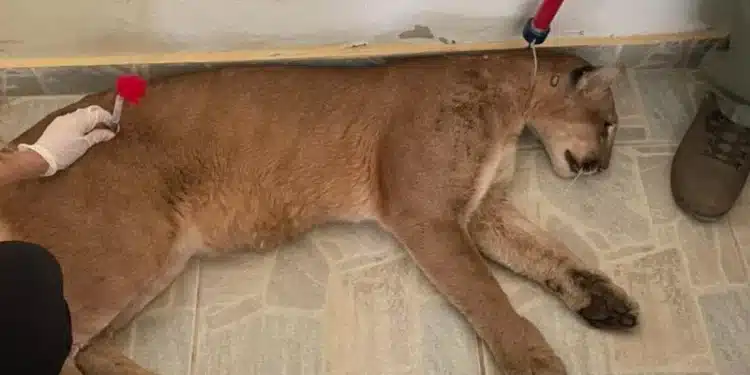 Onça encontrada em garagem  será solta na serra de Ouro Branco