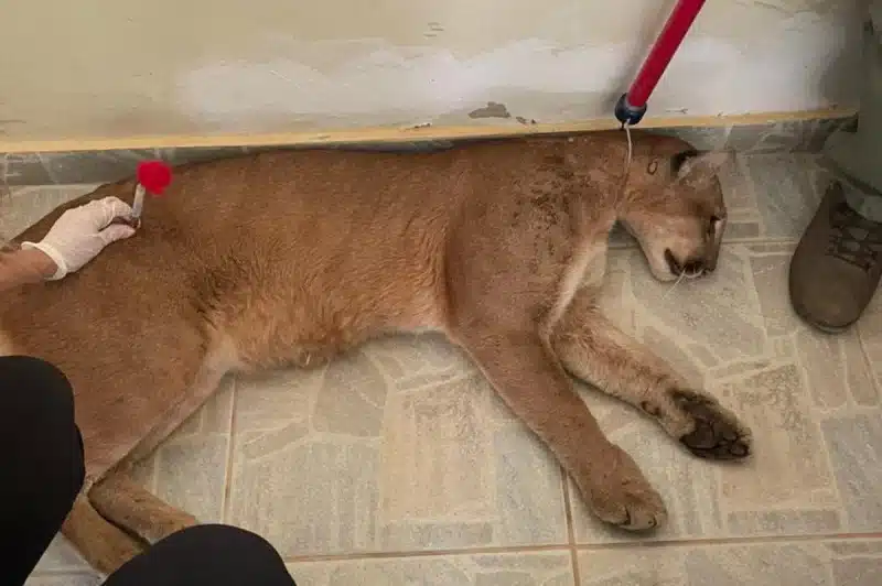 Onça encontrada em garagem  será solta na serra de Ouro Branco