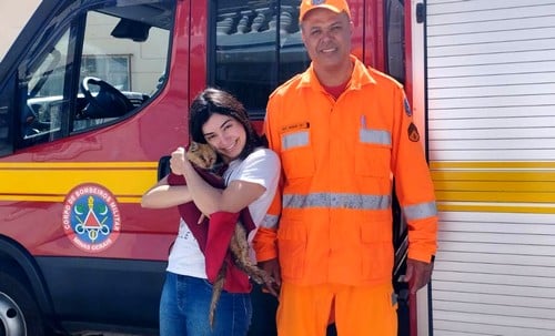 Bombeiros resgatam gata em situação de risco