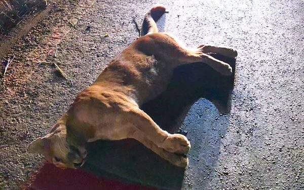 Onça morre atropelada na MG 129 entre Lafaiete e Ouro Branco