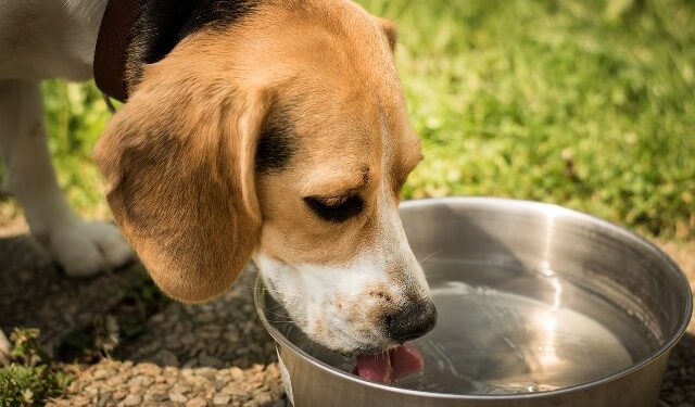 Veterinária orienta cuidado com animais no calor