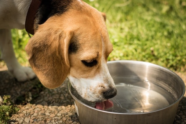 Veterinária orienta cuidado com animais no calor