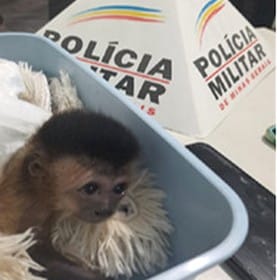 Dupla é presa transportando macaco-prego