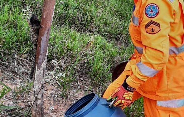 Bombeiros capturam mico em mercearia