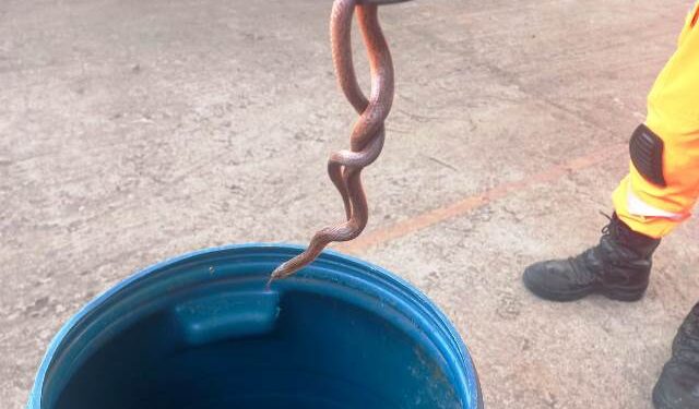 Bombeiros capturam cobra em creche de Lafaiete