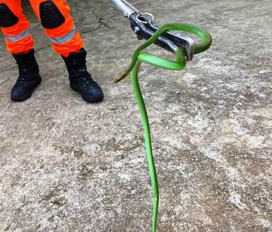 Cobra é capturada em padrão de energia elétrica da Gruta de N. Sra. das Graças