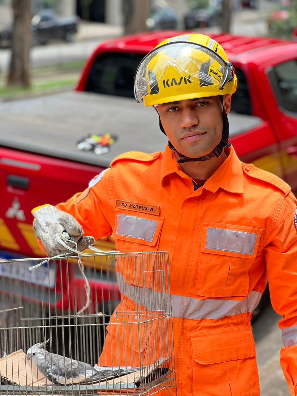 Bombeiros resgatam calopsita em sacada de apartamento
