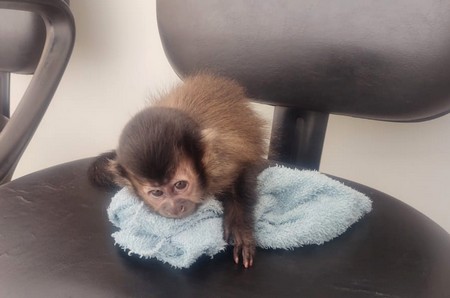 PM apura compra irregular de macaco-prego mantido em cativeiro