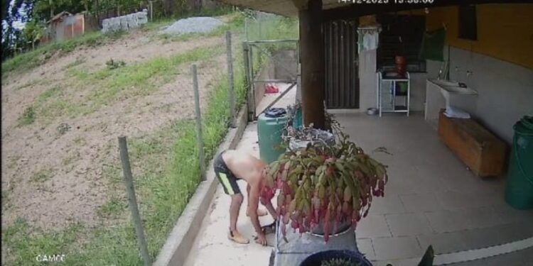 Inquérito conclui que homem que matou filhotes de cães agiu com crueldade