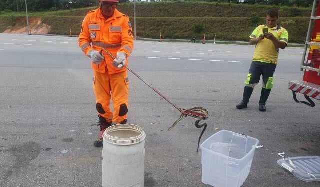 Cobra jararaca é encontrada em praça de pedágio