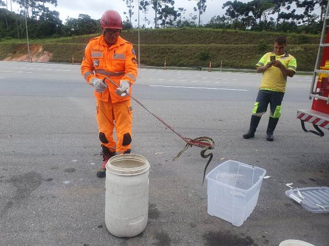 Cobra jararaca é encontrada em praça de pedágio