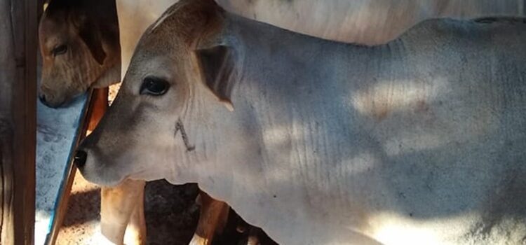 Carandaí faz inscrições para vacinação animal contra brucelose