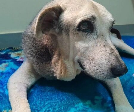 Vaquinha custeia cirurgia de cão comunitário de hospital