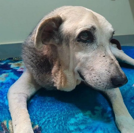 Vaquinha custeia cirurgia de cão comunitário de hospital